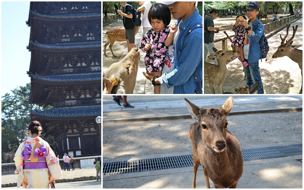 奈良公園│關西必去景點，帶著寶貝親自來餵鹿，留下最有趣的回憶~