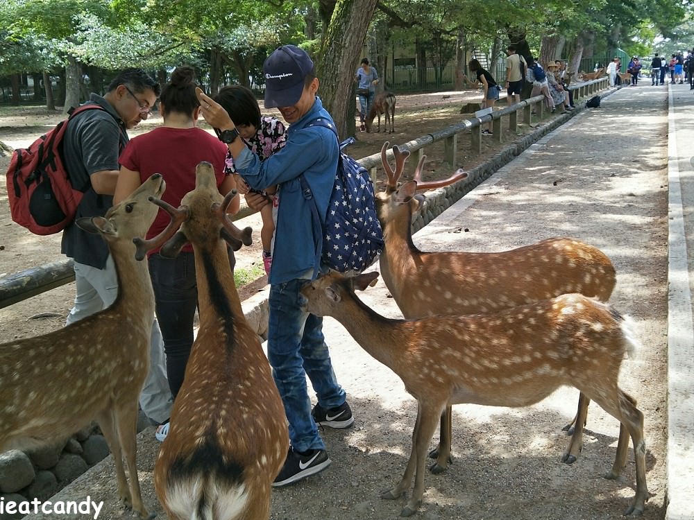 奈良公園│關西必去景點，帶著寶貝親自來餵鹿，留下最有趣的回憶~