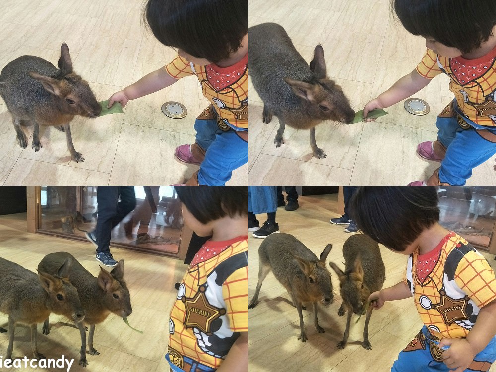 天保山動物園│大阪港景點，讓小孩跟動物多接觸的全新體驗。