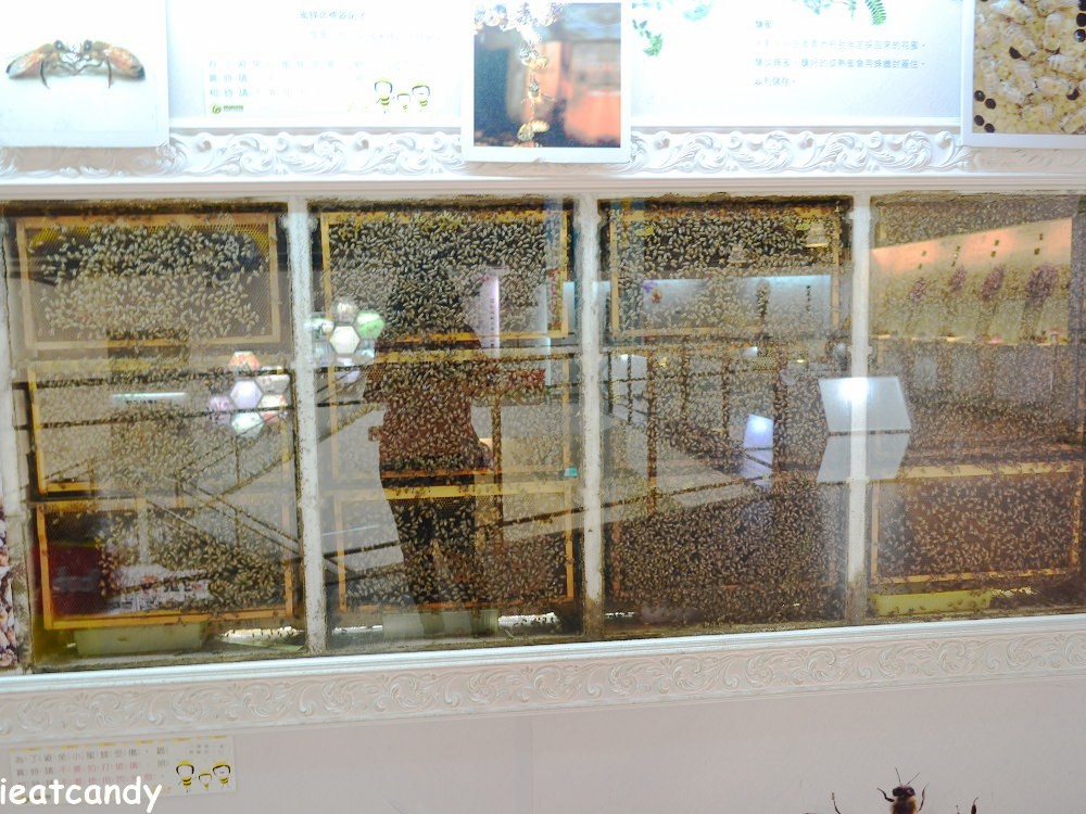 古坑景點_蜜蜂故事館HONEY MUSEUM│嗡嗡嗡，來做工喔！純蜂蜜、蜂蜜蛋糕、蜂蜜冰淇淋，so sweet
