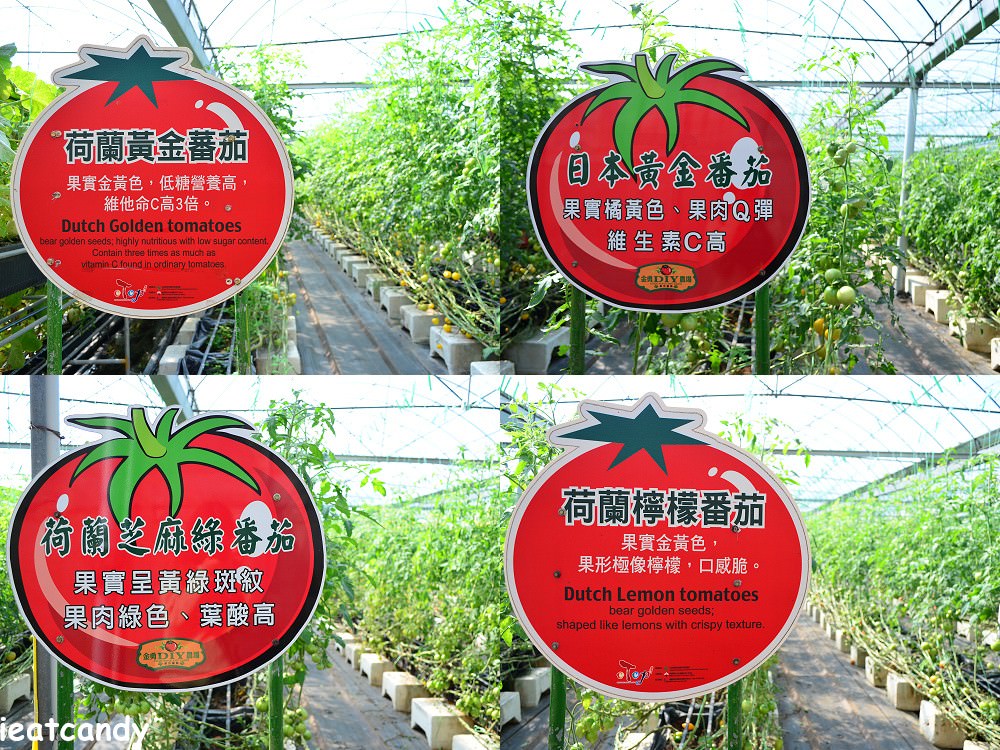 金勇DIY番茄/休閒農場│新竹親子景點推薦，採番茄、甜椒、草莓外，還能親手搗麻糬~