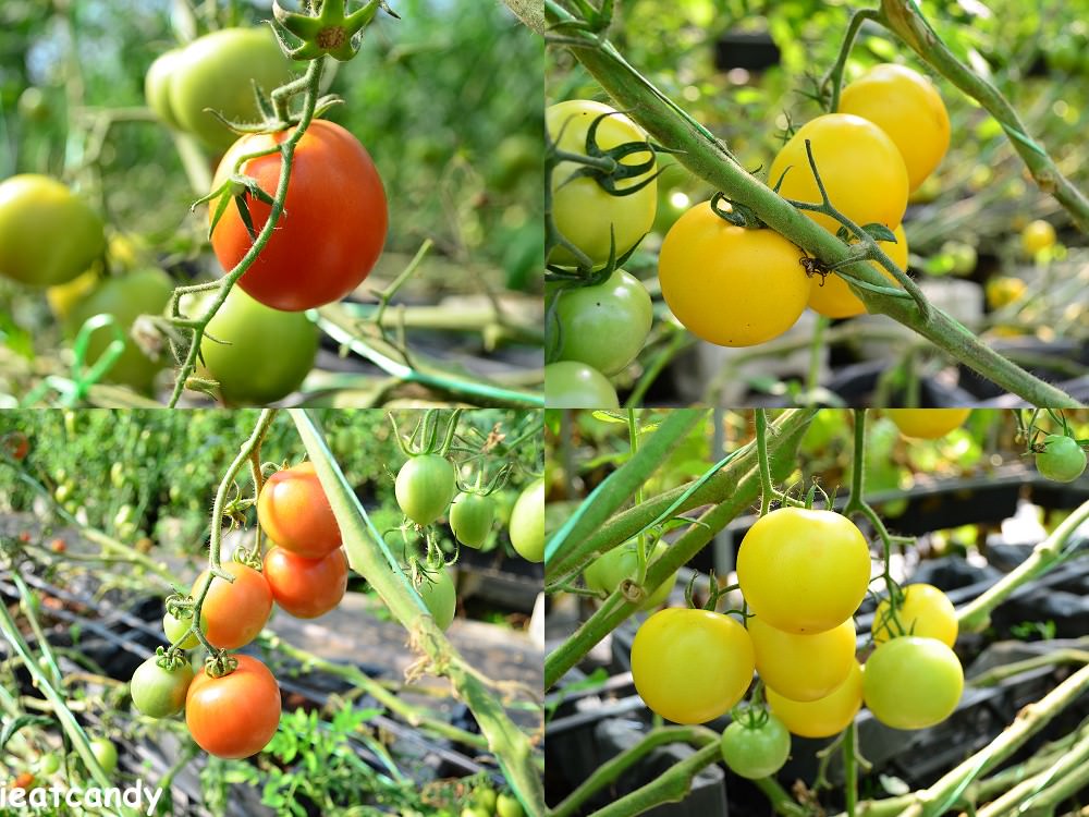 金勇DIY番茄/休閒農場│新竹親子景點推薦，採番茄、甜椒、草莓外，還能親手搗麻糬~