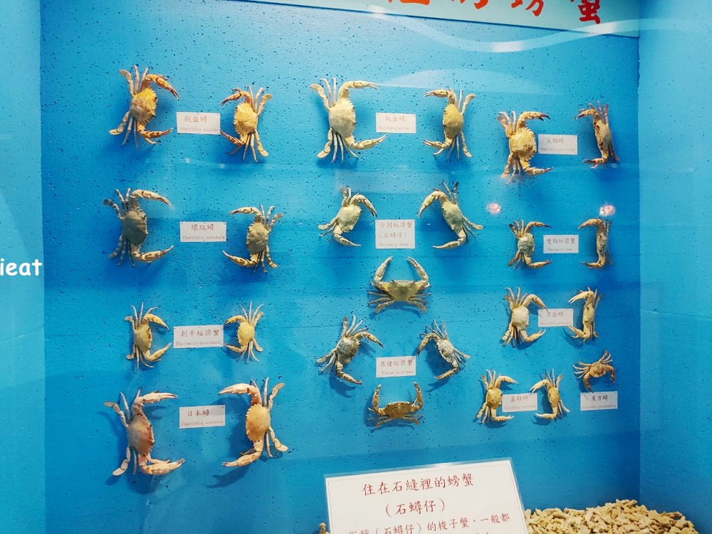 竹灣螃蟹博物館 澎湖親子景點 澎湖景點